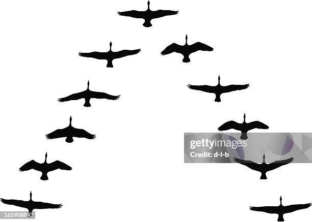 bildbanksillustrationer, clip art samt tecknat material och ikoner med canada geese flying in v-formation - gås