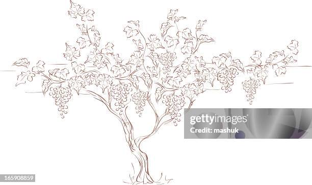 weintraube - rankenpflanze stock-grafiken, -clipart, -cartoons und -symbole