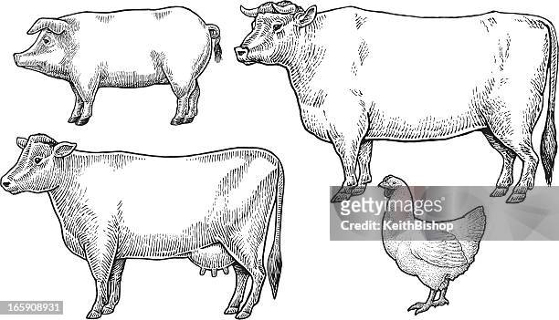 ilustraciones, imágenes clip art, dibujos animados e iconos de stock de animales de granja animales domésticos - domestic cattle