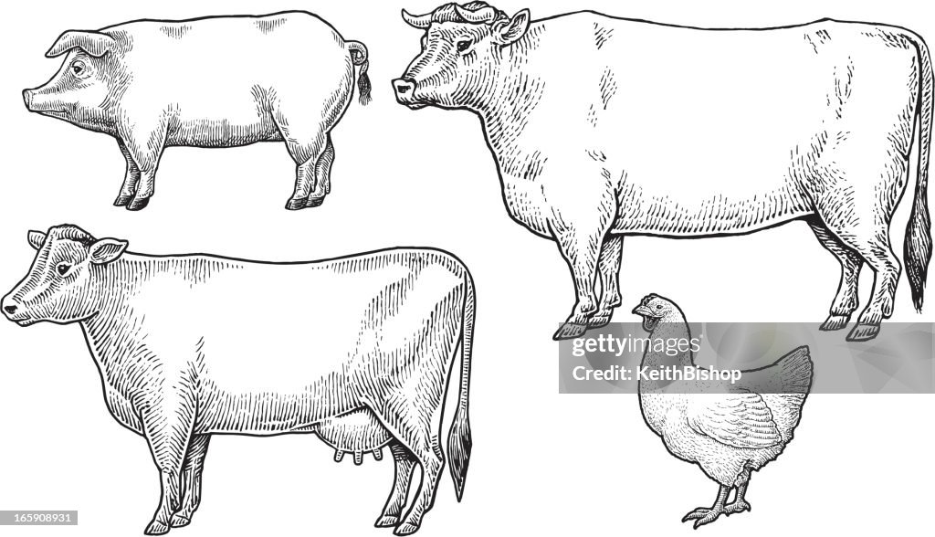 Livestock - Domestic Farm Animals