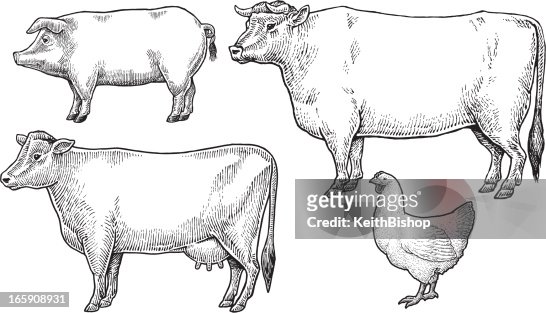 Livestock Domestic Farm Animals High-Res Vector Graphic - Getty Images