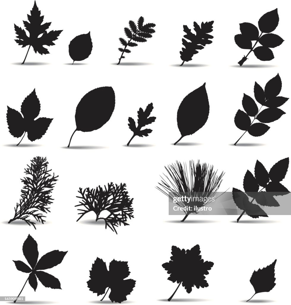Foliage
