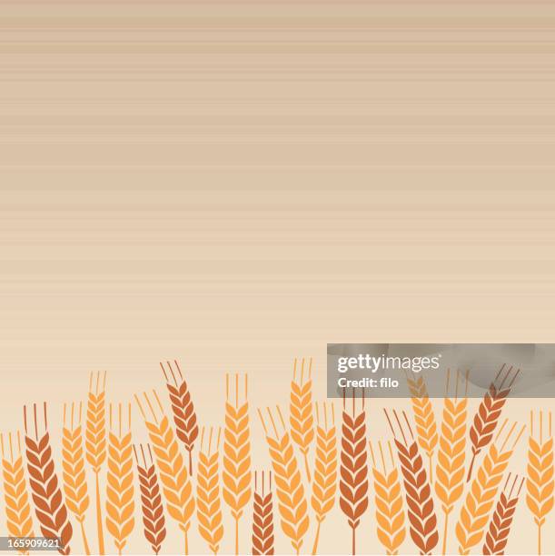 wheat field - whole wheat stock illustrations