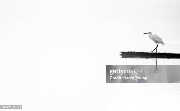 An egret balances on a log at RSPB Ham Wall on September 04, 2023 in Glastonbury, United Kingdom.