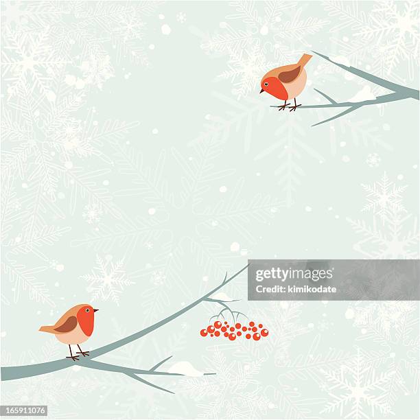 christmas robin bird - ash tree stock illustrations
