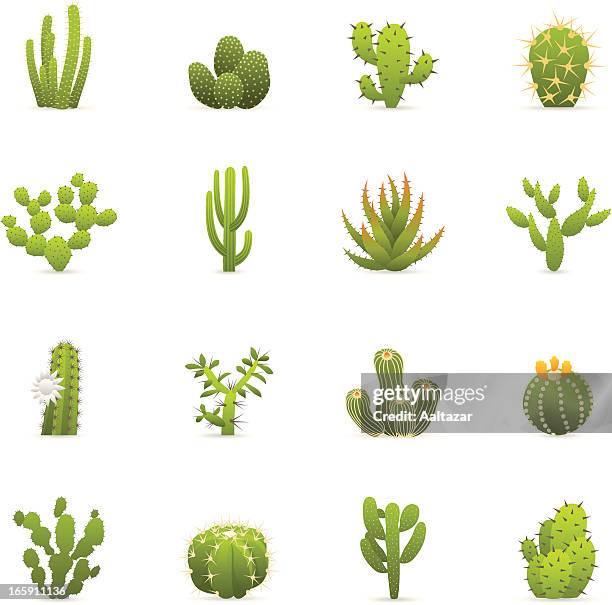 ilustraciones, imágenes clip art, dibujos animados e iconos de stock de color de los iconos-cactuses cactus - cacto