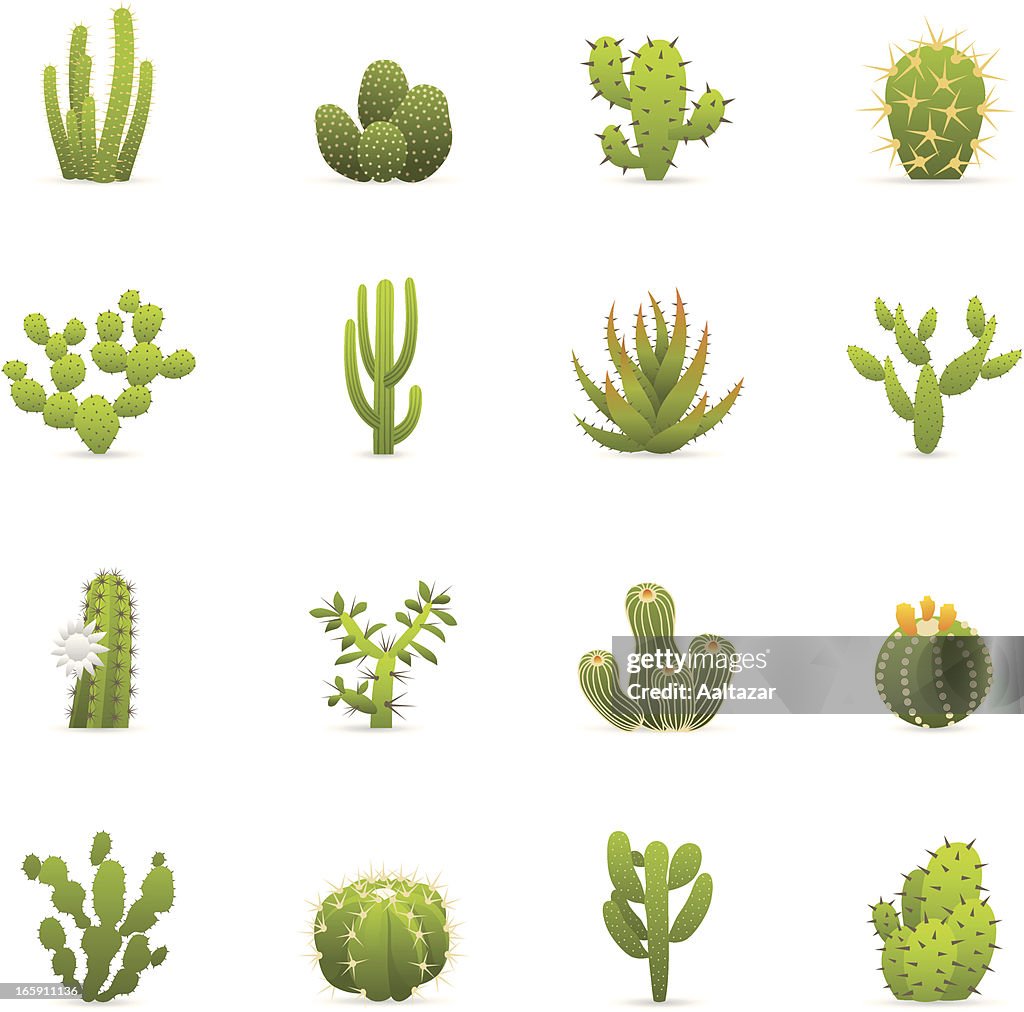 Cor ícones-Cactuses cactos