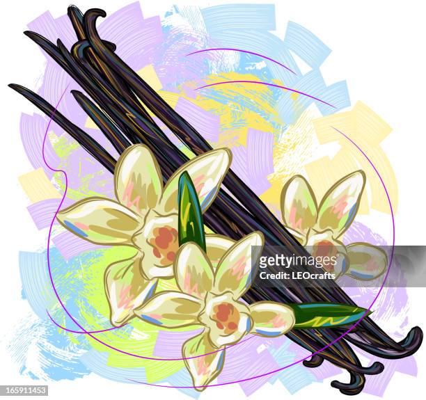 vanilla beans and flower - vanilla stock illustrations