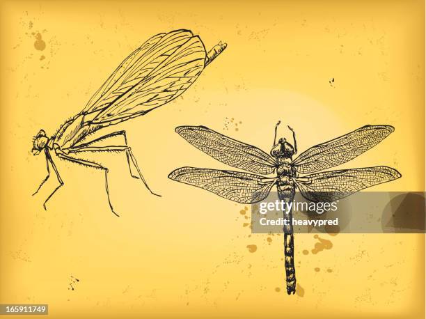 libelle - amerikanische-bundesstaatsgrenze stock-grafiken, -clipart, -cartoons und -symbole