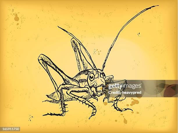 bildbanksillustrationer, clip art samt tecknat material och ikoner med grasshopper - lubber grasshopper