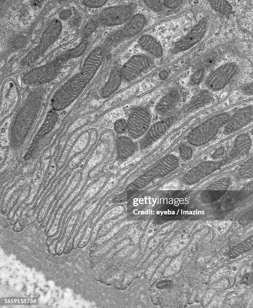 transmission electron micrograph of a cross-section of a renal tubule - 傍尿細管毛細血管 ストックフォトと画像
