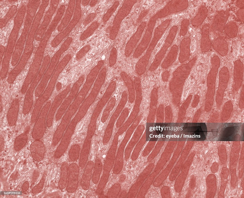 Transmission electron microscopy image of the epithelial cells of the proximal tubule