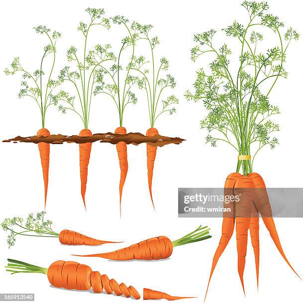 stockillustraties, clipart, cartoons en iconen met carrots - wortel