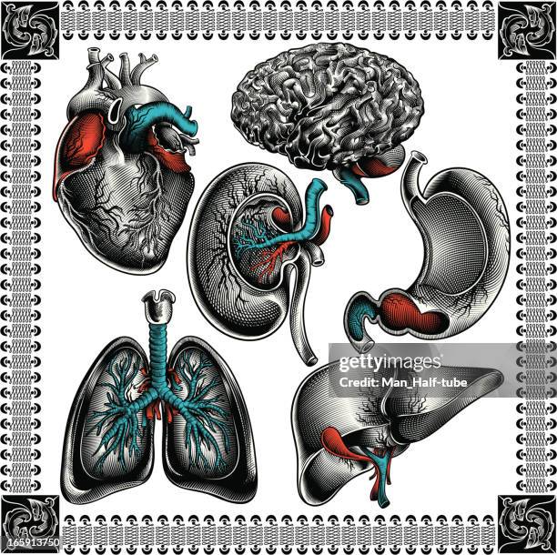 ilustrações, clipart, desenhos animados e ícones de órgãos humanos - lung