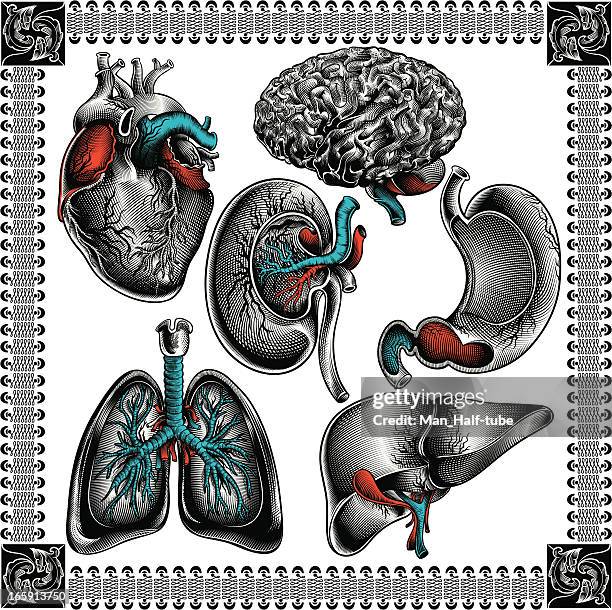 human organs - human lung 幅插畫檔、美工圖案、卡通及圖標