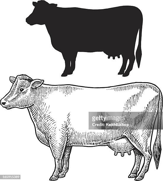 stockillustraties, clipart, cartoons en iconen met dairy cow - farm animal, livestock - runderen hoefdier