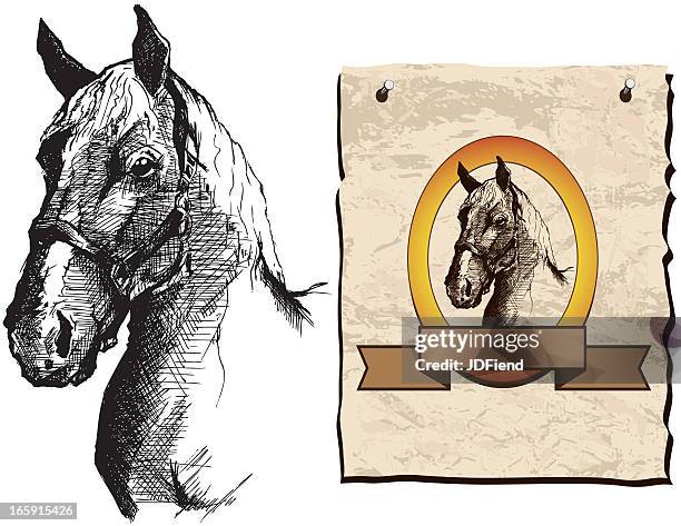 feder und tinte abbildung von einem pferd - clydesdale horse stock-grafiken, -clipart, -cartoons und -symbole
