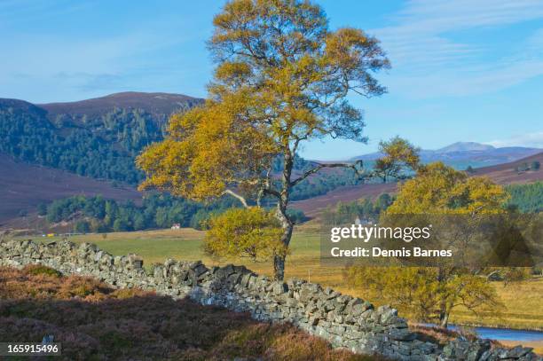 autumn colours - braemar stock pictures, royalty-free photos & images