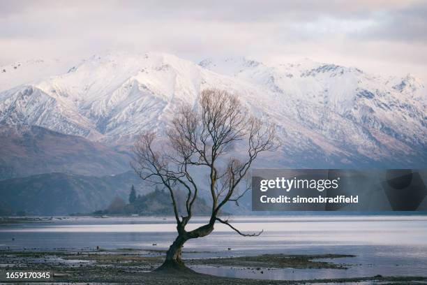 morgenröte am lake wanaka es famous tree, neuseeland - wanaka stock-fotos und bilder