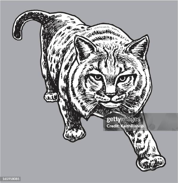 bob cat - lynx wild animal - bobcat stock illustrations