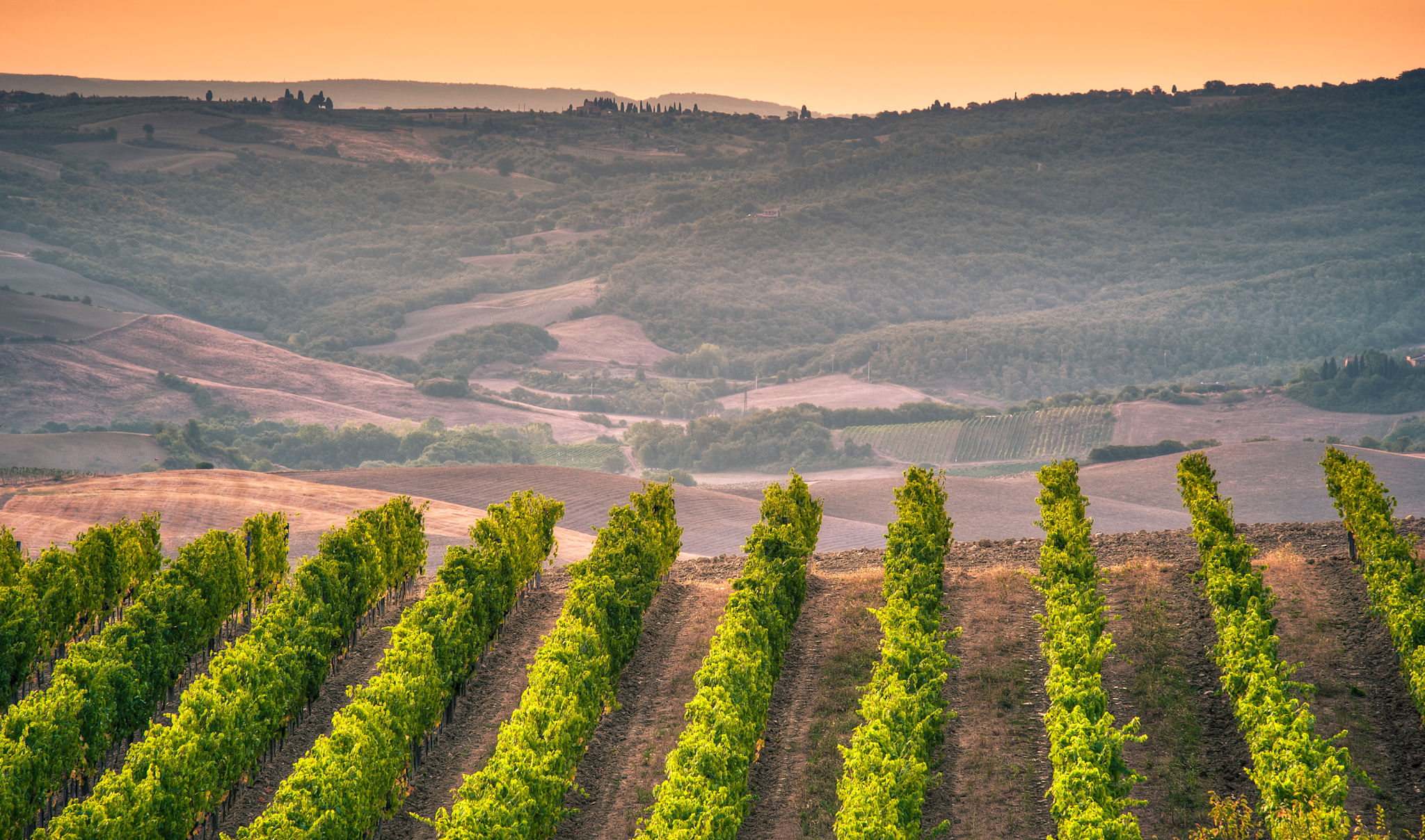 montalcino vineyard