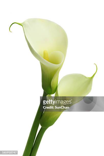 white calla lilies - calla lilies white stock pictures, royalty-free photos & images