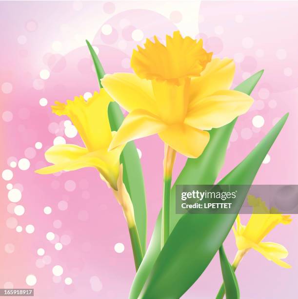 daffodil - vector illustration - daffodil stock illustrations