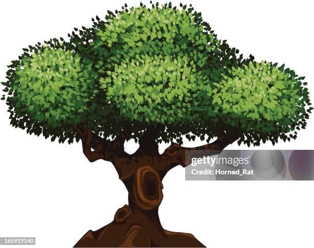detailed tree - tree canopy stock illustrations