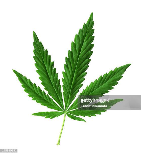 hemp (cannabis) - weed stockfoto's en -beelden