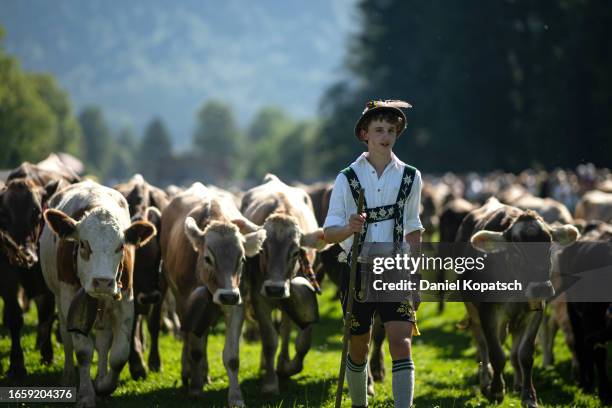 Traditional Bavarian cattle herders guide cows down from summer mountain pasture during the annual end-of-summer cattle drive on September 11, 2023...