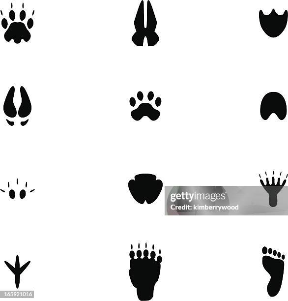 Ilustraciones de Pata De Animal - Getty Images Ilustraciones de Pata De Animal - Getty Images