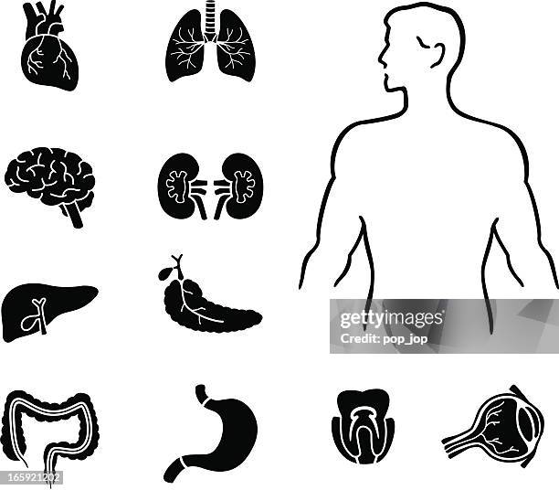 human body and organs - human circulatory system stock illustrations