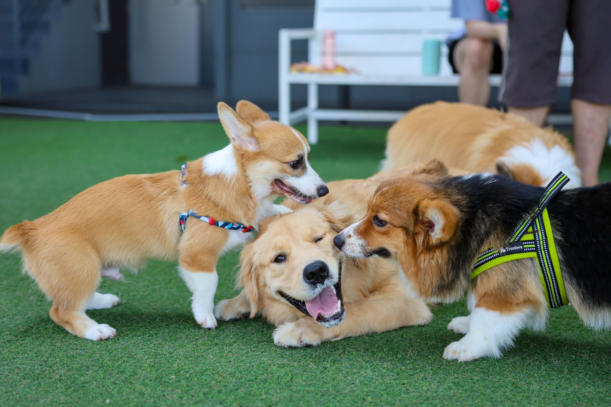 dog club event