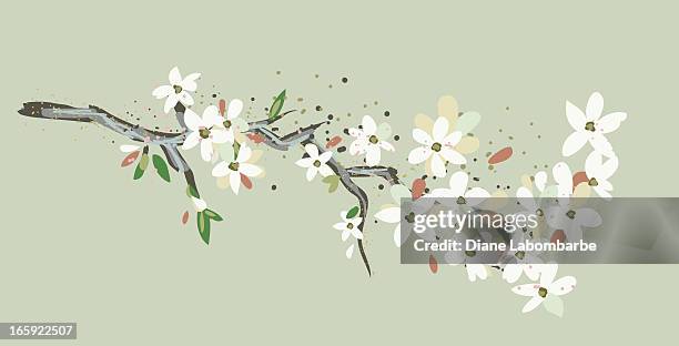simple cherry blossoms branch - cherry tree stock illustrations