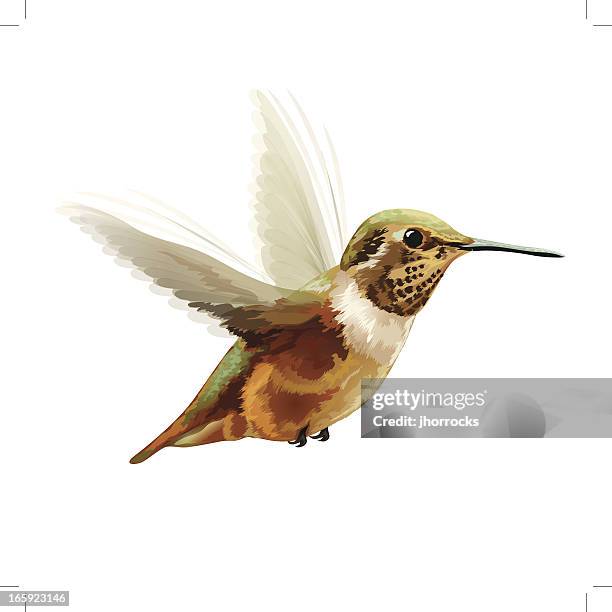 illustrations, cliparts, dessins animés et icônes de illustration vectorielle: colibri d'anna - hummingbird