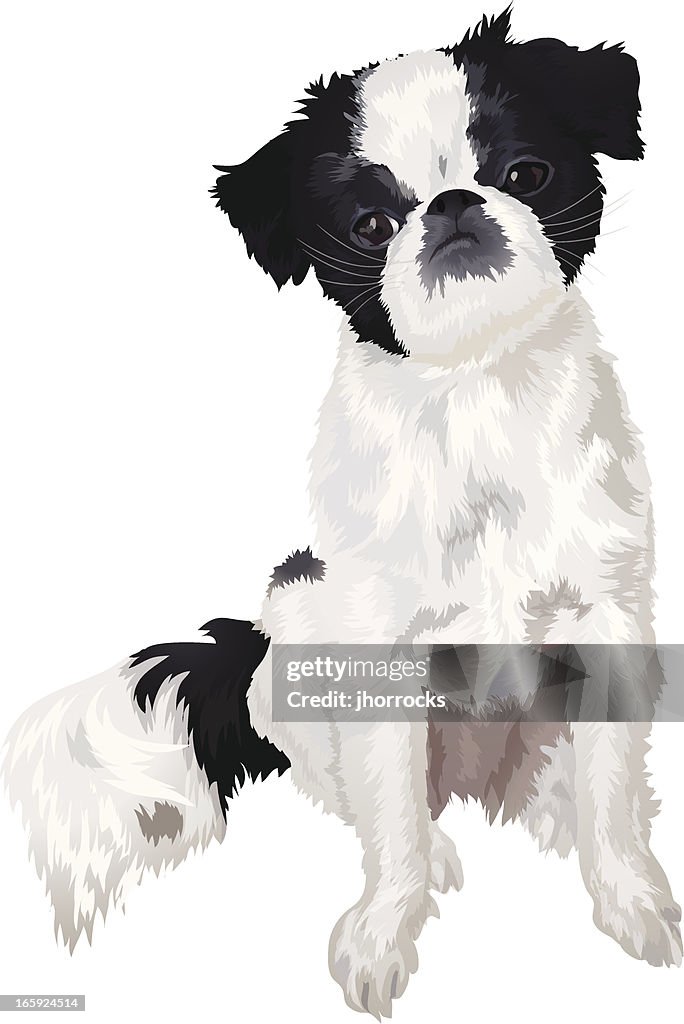 Vector Illustration: Japanese Chin
