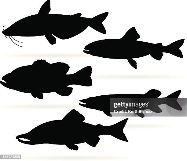 freshwater fische wie seebarsch, wels, forellen, lachse, pike - bass stock-grafiken, -clipart, -cartoons und -symbole