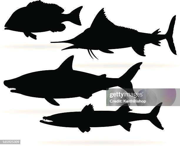 ilustrações, clipart, desenhos animados e ícones de peixe de água salgada, o marlim e tubarões, barracuda, pargo - barracuda