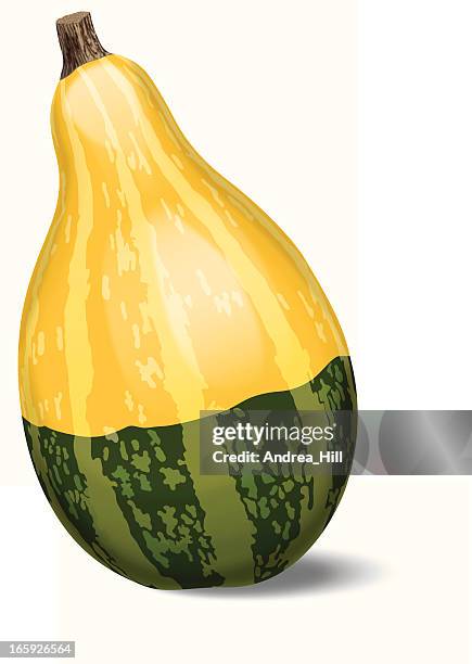 realistic vector illustration of a fall gourd, isolated on white - gourd texture stock illustrations
