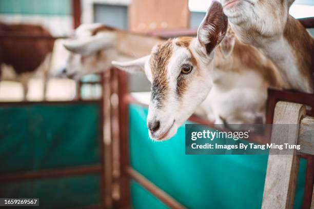 hungry goats leaning on the fence while waiting to be fed at the barn in farm - chevre animal stock pictures, royalty-free photos & images