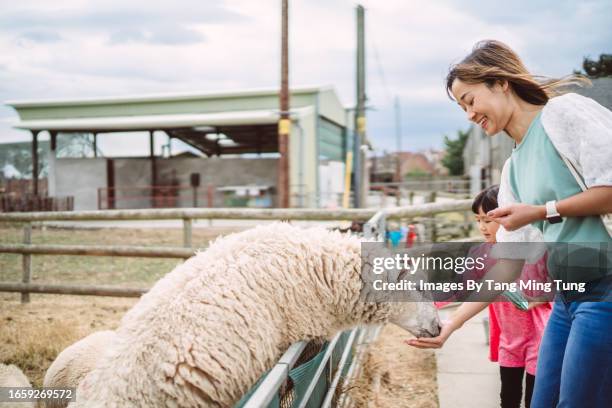 mom & daughter feeding the sheep at the farm - family travel stock pictures, royalty-free photos & images