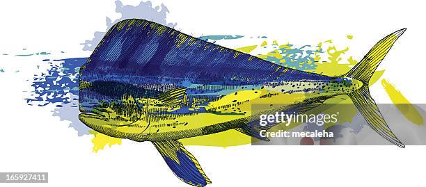 ilustrações de stock, clip art, desenhos animados e ícones de mahi-mahi - dolphin fish