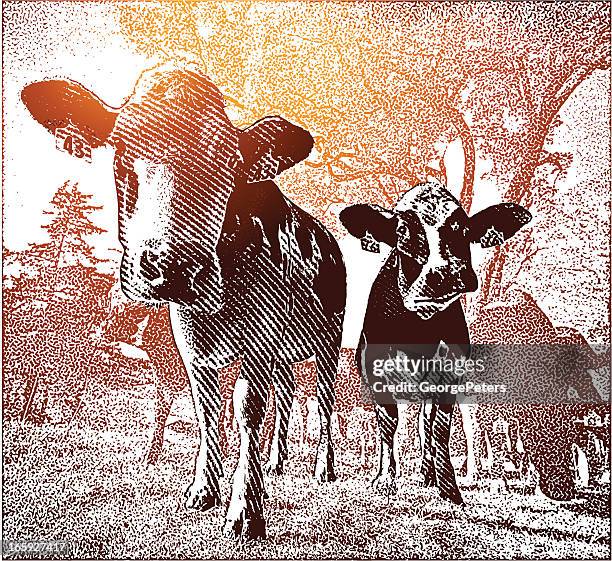 funny cows - holstein friesian cattle stock illustrations