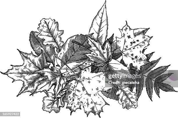 leaves - leaf pile stock illustrations