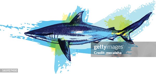 Shark Shark