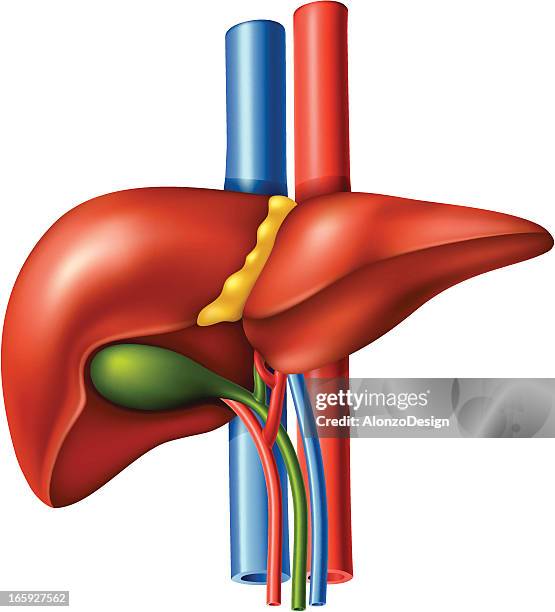 liver - animal liver stock illustrations