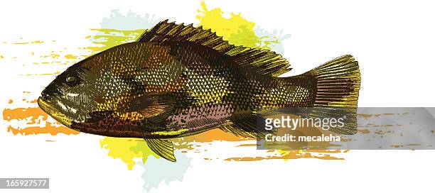 ilustraciones, imágenes clip art, dibujos animados e iconos de stock de mero - grouper