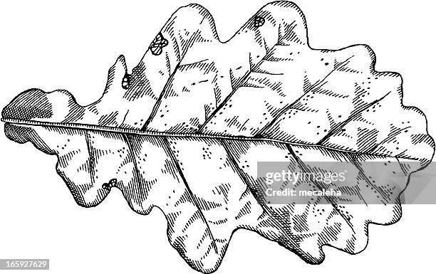 close-up of a oak leaf isolated on white background - oak leaf 幅插畫檔、美工圖案、卡通及圖標