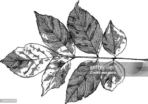 walnut leaf - walnut tree stock illustrations