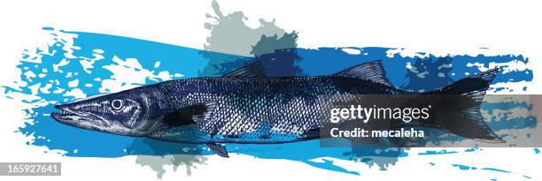 barracuda - barracuda stock illustrations